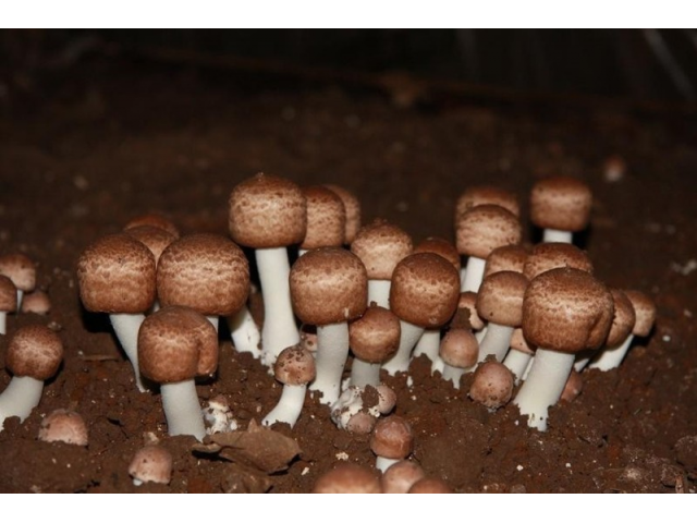 Мицелий Шампиньона бразильского / Агарик бразильский (Agaricus brasiliensis)